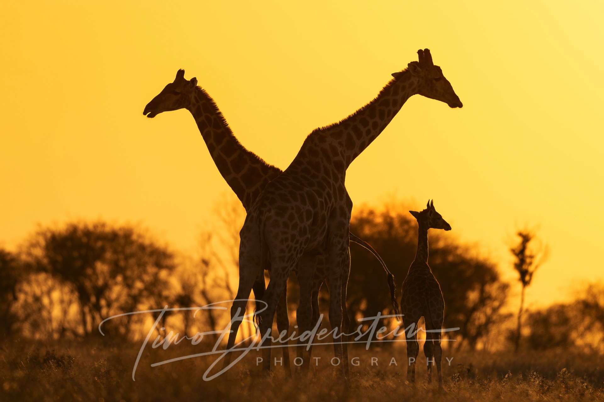 20250625 822A9495 Kopie